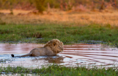 Web Machaba Safaris Secret Season Lion Crossing River Web Machaba Safaris Secret Season Lion Crossing River