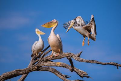 Machaba Web Experience Mokoro Pelicans Birding Machaba Web Experience Mokoro Pelicans Birding