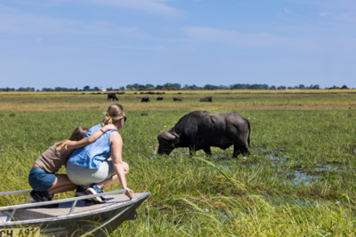 Machaba Web Botswana Chobe Gallery Wildlife Buffalo