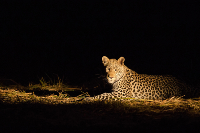 Machaba Web Experience Activities Night Safari Leopard Machaba Web Experience Activities Night Safari Leopard