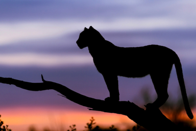 Machaba Web Experience Activities Night Safari Leopard Sunset Machaba Web Experience Activities Night Safari Leopard Sunset