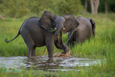 Web Machaba Safaris Secret Season Wildlife Safari Elephant Web Machaba Safaris Secret Season Wildlife Safari Elephant