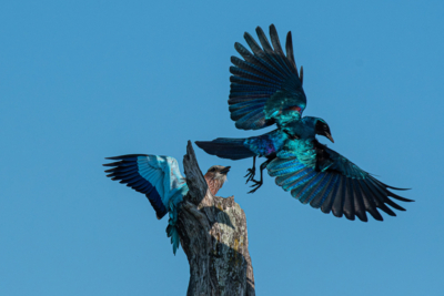 Machaba Web Home Activity Birding