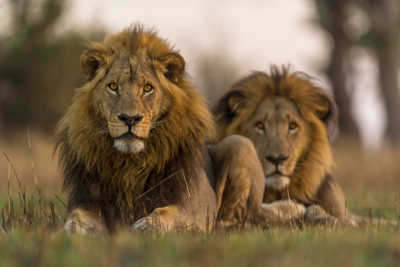 Web Machaba Safaris Secret Season Male Lions Web Machaba Safaris Secret Season Male Lions