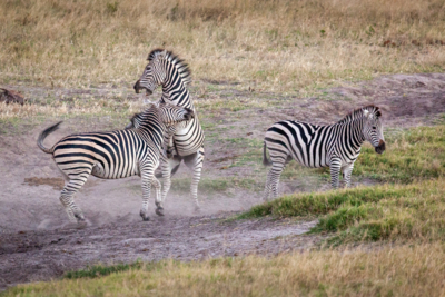 Machaba Verneys Experience Safari Mvr 003 Machaba Verneys Experience Safari Mvr 003