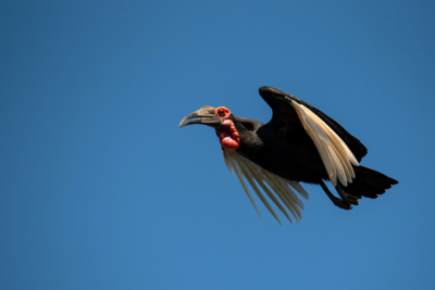 Machaba Web Experience Activities Birding Ground Hornbill Machaba Web Experience Activities Birding Ground Hornbill