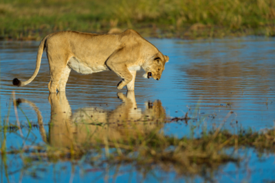 Machaba Web Botswana Okavango Delta Lion Machaba Web Botswana Okavango Delta Lion