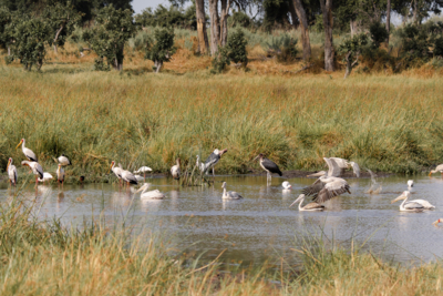 Machaba Web Activity Canoeing Birdlife