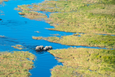 Machaba Web Botswana Okavango Delta Elephants Machaba Web Botswana Okavango Delta Elephants