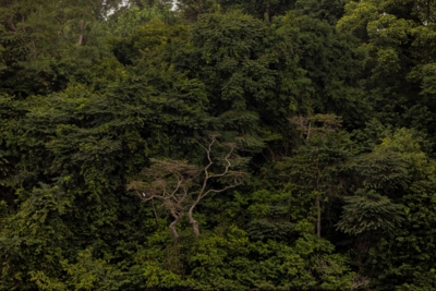 Machaba Wild Machaba Wild Landscape Forest