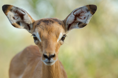 Web Machaba Safaris Secret Season Experience Wildlife Impala Web Machaba Safaris Secret Season Experience Wildlife Impala