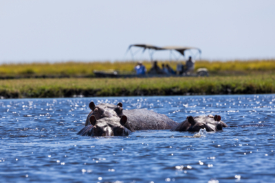 Machaba Web Activity Boating Hippos Wildlife Machaba Web Activity Boating Hippos Wildlife