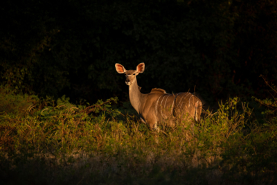 Machaba Web Zimbabwe Mana Pools Wildlife Kudu Doe Machaba Web Zimbabwe Mana Pools Wildlife Kudu Doe