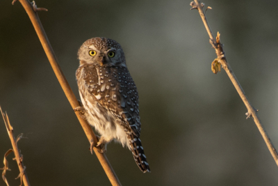 Machaba Web Experience Activities Birding Pearl Spotted Owlet Machaba Web Experience Activities Birding Pearl Spotted Owlet