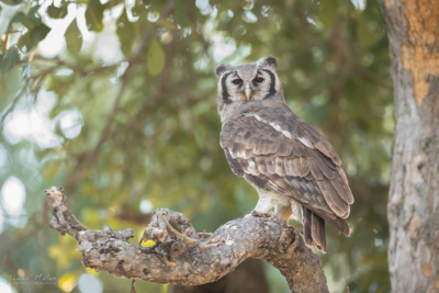 Web Machaba Safaris Secret Season Wildlife Birding Giant Eagle Owl Web Machaba Safaris Secret Season Wildlife Birding Giant Eagle Owl