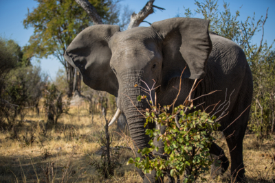 Machaba Camps 16 Machaba Camps 16