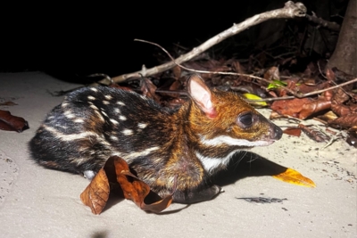 Machaba Wild Machaba Wild Mammals Water Chevrotain