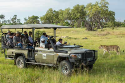 Machaba Web Experience Wildlife Game Drive Lion