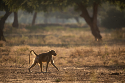 Machaba Web Zimbabwe Mana Pools Wildlife Chacma Baboon Machaba Web Zimbabwe Mana Pools Wildlife Chacma Baboon