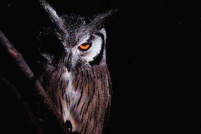 Machaba Web Experience Activities Night Safari Owl Machaba Web Experience Activities Night Safari Owl