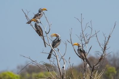 birding.jpg