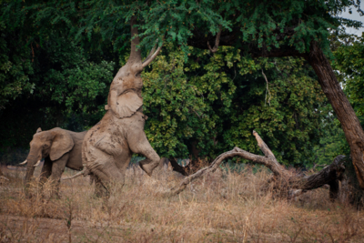 Machaba Web Zimbabwe Mana Pools Wildlife Elephant Hind Legs Machaba Web Zimbabwe Mana Pools Wildlife Elephant Hind Legs