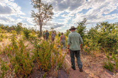 Machaba Web Experience Wildlife Walking Group Walking Machaba Web Experience Wildlife Walking Group Walking