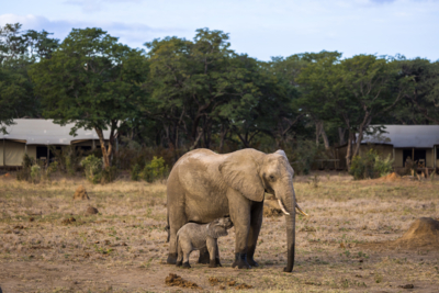 Machaba Zimbabwe Hwange Destination Verneys Elephant Calf Machaba Zimbabwe Hwange Destination Verneys Elephant Calf