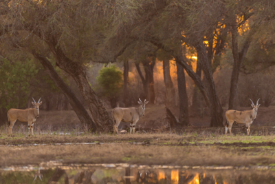 Machaba Web Zimbabwe Mana Pools Wildlife Eland Machaba Web Zimbabwe Mana Pools Wildlife Eland
