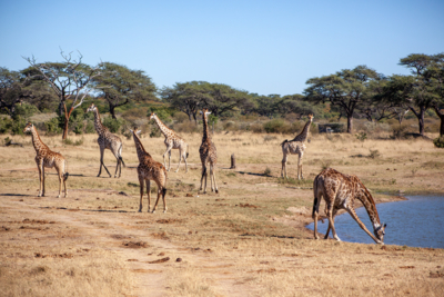 Machaba Web Zimbabwe Hwange Wildlife Giraffes Machaba Web Zimbabwe Hwange Wildlife Giraffes