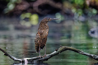 Machaba Wild Birdlife White Crested Tiger Heron