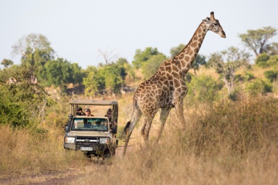 Machaba Web Experience Wildlife Game Drive Giraffe