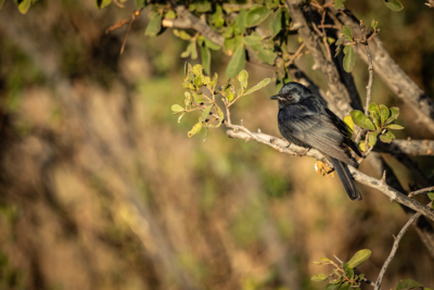Machaba Zimbabwe Birding Safari Black Fly Catcher Machaba Zimbabwe Birding Safari Black Fly Catcher