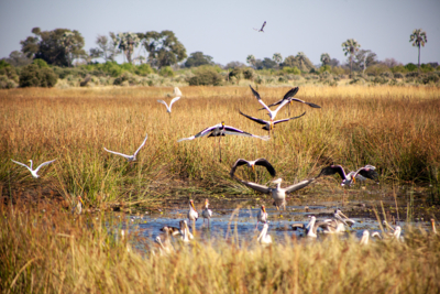 Machaba Web Experience Mokoro Birdlife Machaba Web Experience Mokoro Birdlife