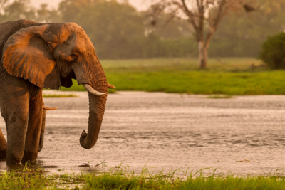 Machaba Web Activity Canoeing Elepahnt On River Bank