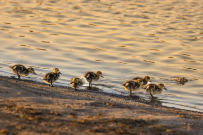 Machaba Zimbabwe Birding Safari Ducklings Machaba Zimbabwe Birding Safari Ducklings