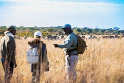 Machaba Zimbabwe Verneys Walking Safari Zebras Machaba Zimbabwe Verneys Walking Safari Zebras