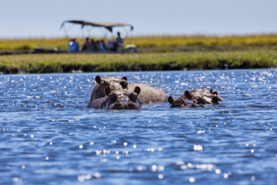 Machaba Web Botswana Chobe Gallery Wildlife Hippo