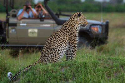 Machaba Web Experience Wildlife Game Drive Leopard