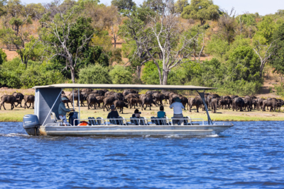 Machaba Web Activity Boating Herd Of Buffalo Machaba Web Activity Boating Herd Of Buffalo