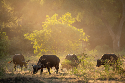 Machaba Web Zimbabwe Mana Pools Wildlife Buffalo Machaba Web Zimbabwe Mana Pools Wildlife Buffalo