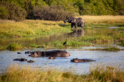Machaba Machaba Experience Safari Mvr 029