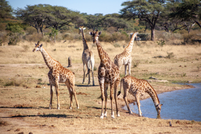 Machaba Verneys Experience Safari Mvr 014 Machaba Verneys Experience Safari Mvr 014