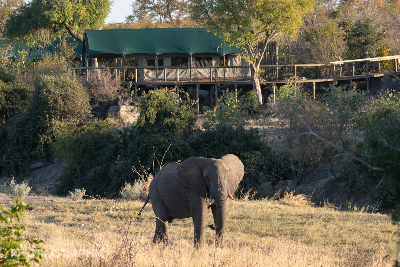 Machaba Web Zimbabwe Hwange Wildlife Elephant Machaba Web Zimbabwe Hwange Wildlife Elephant