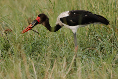 Machaba Web Activity Canoeing Saddlebill Stokr