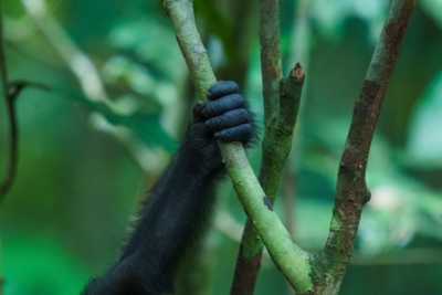 Machaba Wild Machaba Wild Great Apes Gorilla Hand