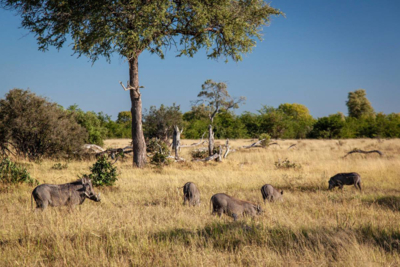 Machaba Web Experience Wildlife Walking Safari Warthog Family Machaba Web Experience Wildlife Walking Safari Warthog Family