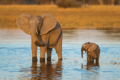 Machaba Web Experience Mokoro Elephants Machaba Web Experience Mokoro Elephants