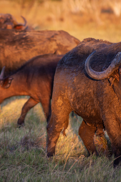 Machaba Gomoti Experience Safari Mvr 028