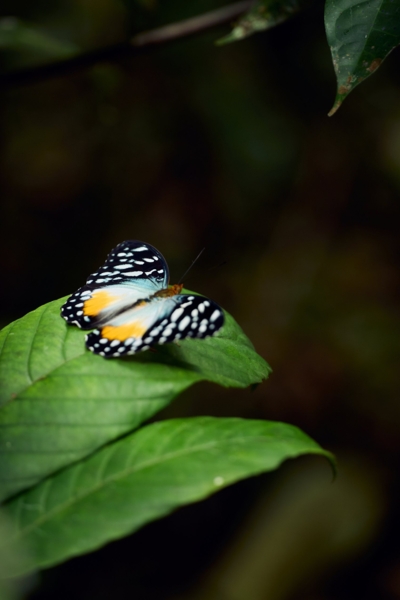 Machaba Wild Machaba Wild Insects Butterfly